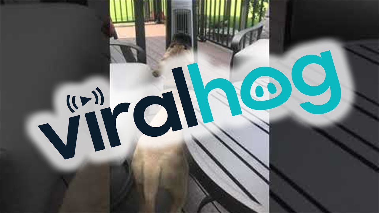 Dog Is A Fan Fan ViralHog YouTube