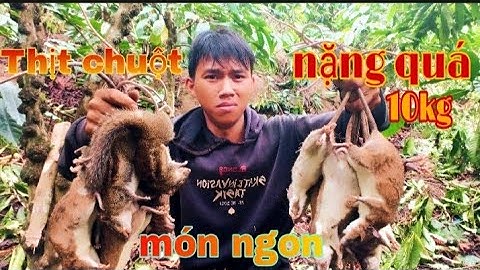 3anh em l bẫy chuột rừng món ăn chuột hấp dẫn từ thiên nhiên 1đêm lụn 10kg   (zaam lữ vlog Official)