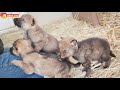 Осторожно - стая волков 😊 Внимание - очень шумно и очень суматошно🤪 Тайган. Pack of wolves in Taigan