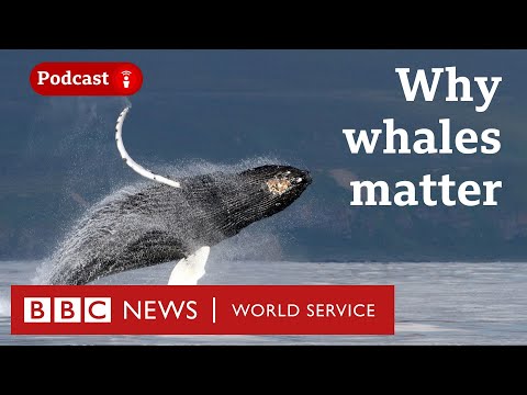 How whales help us fight climate change - The Climate Question podcast, BBC World Service