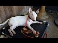 Bull Terrier Basic Obedience and Off Leash Control- Take the Lead K9 Training