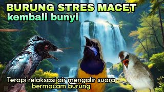 TERAPI AIR MENGALIR SUARA BERBAGAI MACAM BURUNG UNTUK MENYAMBUHKAN BURUNG STRES MACET BUNYI