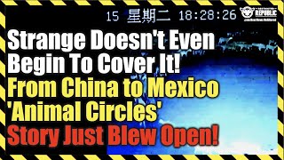 Strange Doesn't Even Begin To Cover It! From China To Mexico 'Animal Circles' Story Just Blew Open!