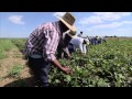 Arkansas Produce Farm - America's Heartland