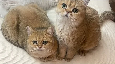 Video 11727761: cute british shorthair, munchkin cat playing, cat living, cat loves playing, grooming