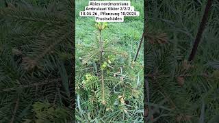 Austrieb: Nordmanntanne 'Ambrulauri Viktor'Teil 3🎄New growth: Nordmann fir 'Ambrolauri Victor'Part 3