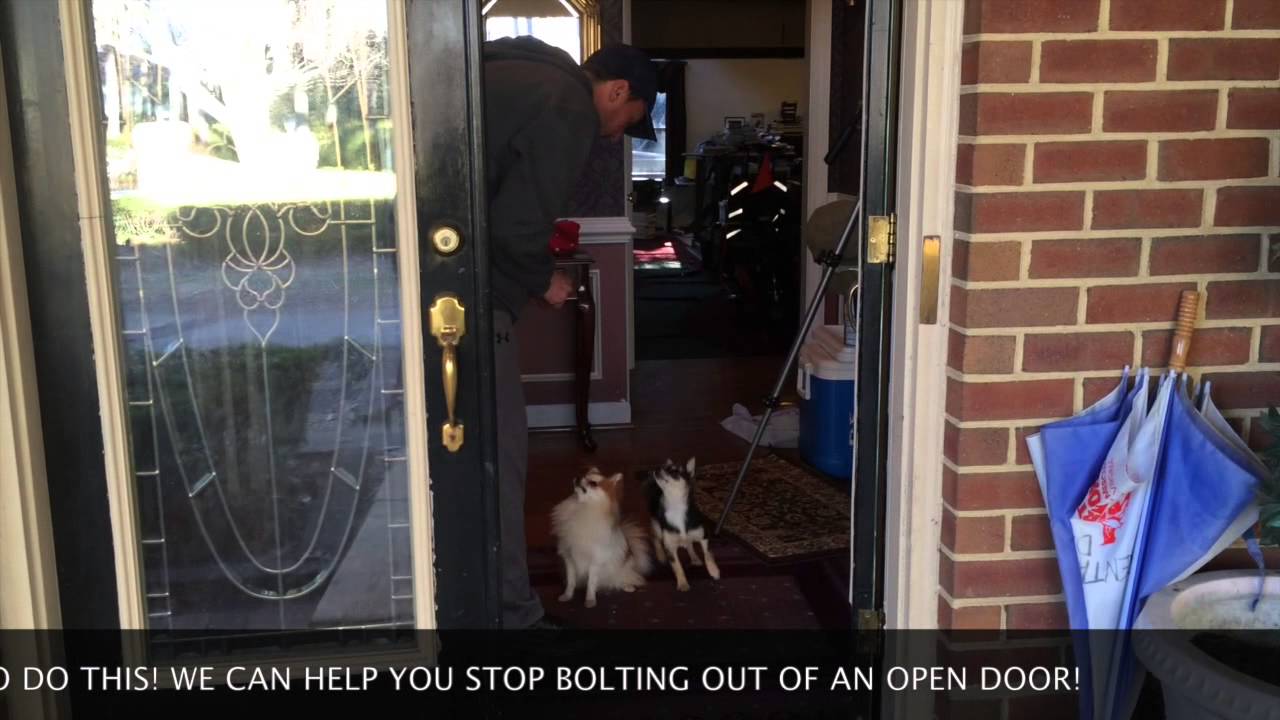 Stop Your Dog From Bolting Out Of The Door! YouTube