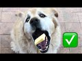Funny Dog Cant Catch
