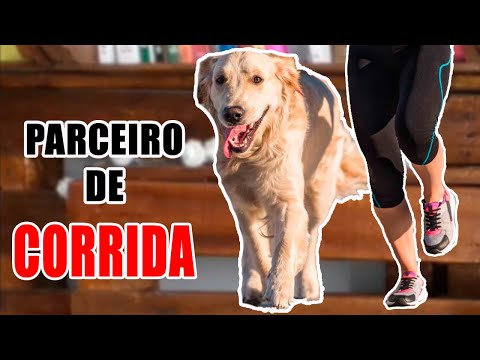 Vídeo: Pode um cão treinar para uma maratona?