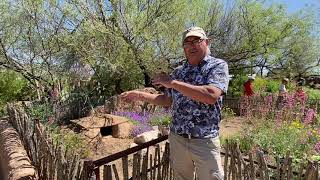 Meet Nora, the Sonoran Desert Tortoise