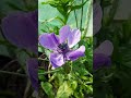 Good Morning my Beauties!🌺💗 #anemones #flowers #gardeningtherapy #hope #happinessstartshere #shorts