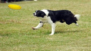 Title: Border Collie 101: Everything You Need to Know by Border Collie USA No views 1 month ago 4 minutes, 1 second