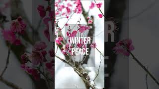 WINTER PEACE ❄️🌸