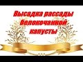 Высадка рассады белокочанной капусты