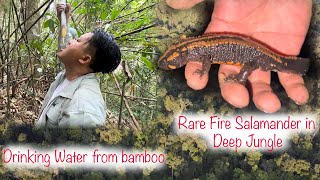 Finding Salamander In deep Jungle [Jungle trip]| Hmong Life style | Lao Jungle Secret