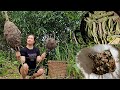 Harvesting ant eggs and making cakes with ant eggs  life from nature