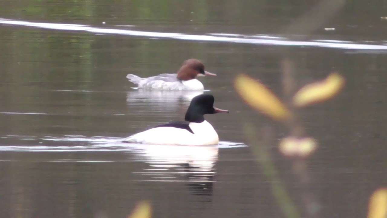 IDLE VALLEY NATURE RESERVE