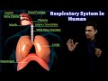 呼吸中のガス交換| CBSEクラス10サイエンス|生物学| Toppr研究