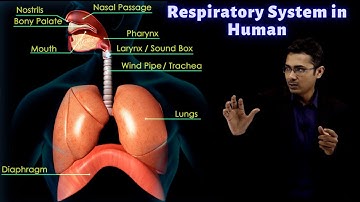 Exchange of Gases During Respiration | CBSE Class 10 Science | Biology | Free Education