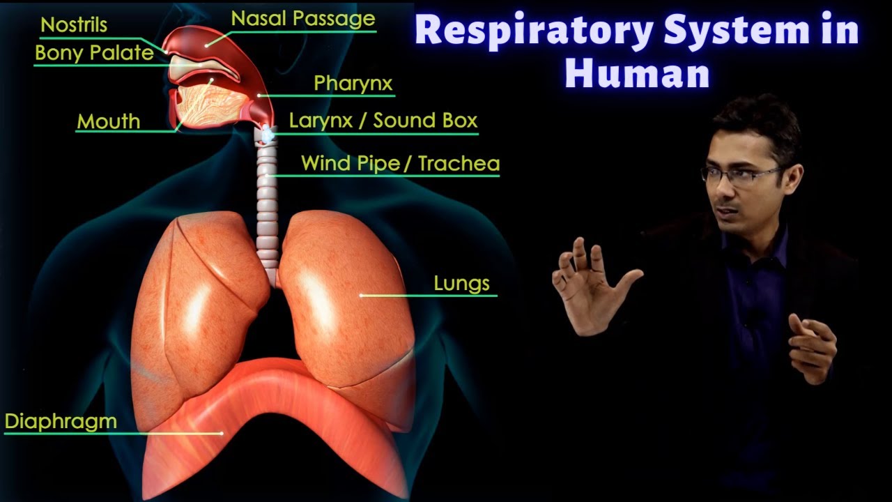 Exchange of Gases During Respiration | CBSE Class 10 Science | Biology | Free Education