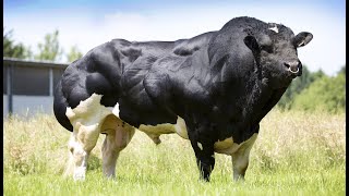 Champion Bulls Of Different Breeds At Royal Highland Show 2024 #Dairyfarming