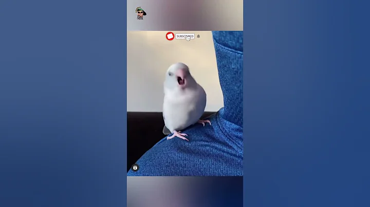 #27 Funniest Cats And Dogs videos 🐶🐱 #funny #animals #cuteanimals