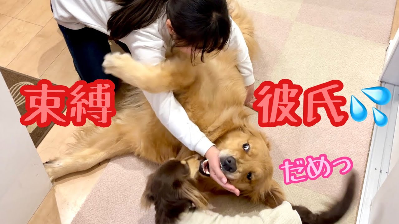 大好きな姉が他の犬と仲良くするのが許せない 嫉妬心丸出しで姉の気を引こうとする大型犬クッキー ゴールデンレトリバーとミニチュアダックスフンド Youtube