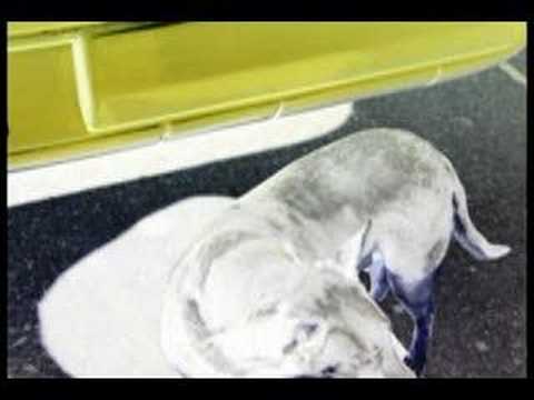 Farmacia — FARMACIA - QUE SE LE VA A HACER