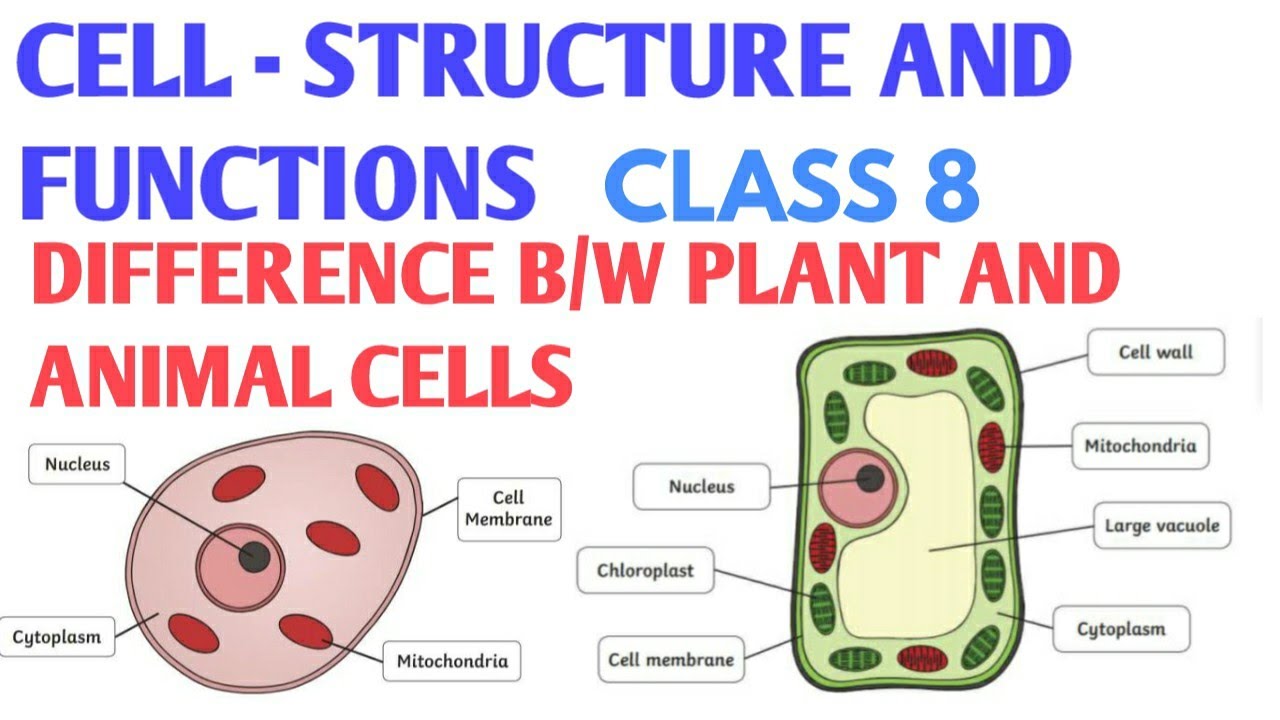 Difference between plant cell and animal cell | Difference between plant  and animal cell class 8 - YouTube