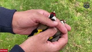 Release A Group Of Birds In Nature .Watch What Happens