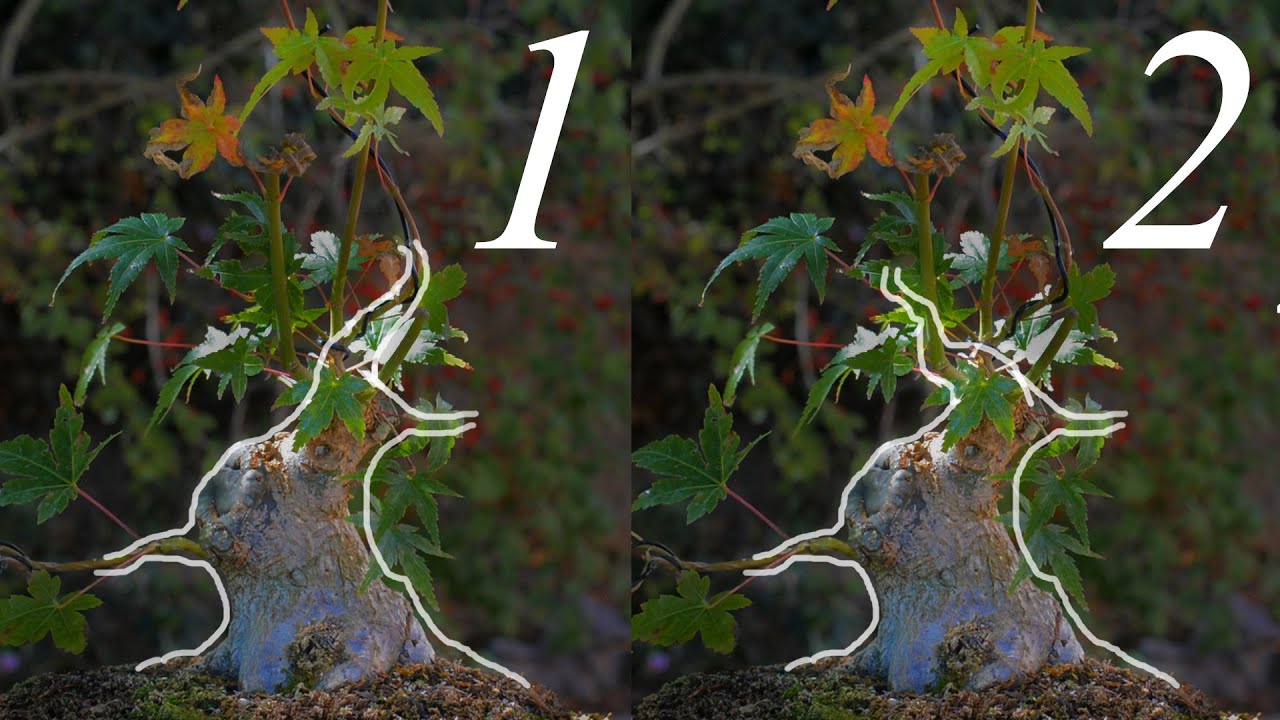 Japanese Maple 10 Years From Seed - Arkefthos Bonsai