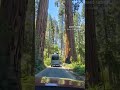 Portal to inner peace  sahitrish sequoianationalpark sequoia californialove visitcalifornia