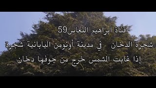 قناة ابراهيم النعاس59 شجرة الدخان   في مدينة أونومن اليابانية شجرة عجيبه إذا غابت الشمس خرج من جوفها