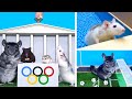 FIRST ANIMAL OLYMPICS - HAMSTERS🐹 vs RAT🐀 vs CHINCHILLA🐭