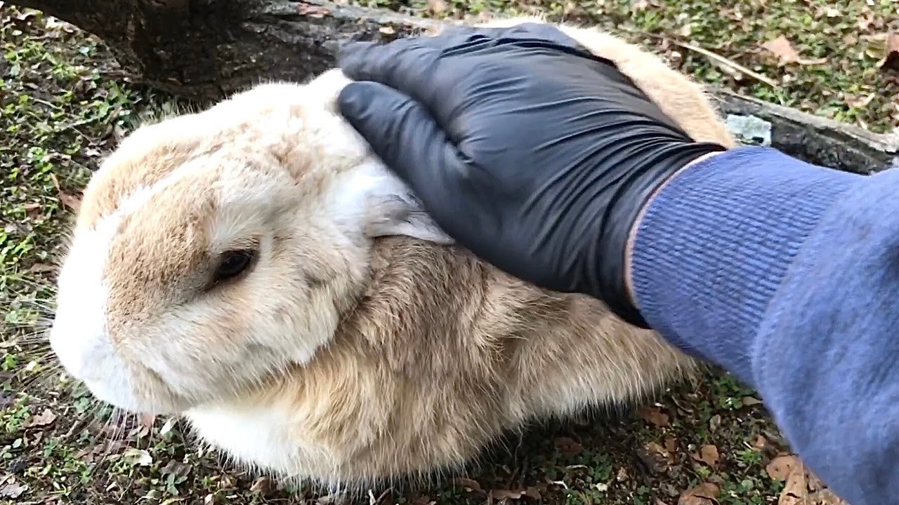 I petted the plump rabbit and it was so soft! - YouTube