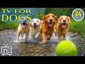 24/7 Dog TV: All Day Anxiety Relief for Dogs with Deep Calming Music for Dogs with Videos for Dogs