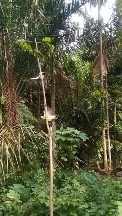 test mikat pakai getah pulut racikan sendiri #burungkicau #prenjak #pijantung