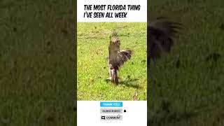 Wild Florida Moment You Can't Miss #Shorts #FloridaLife