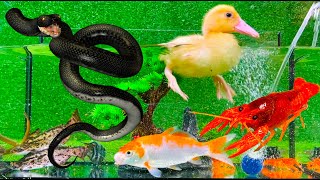 Baby Duck Ducklings, Snake, Crayfish, Koi Fish  cute baby animals videos