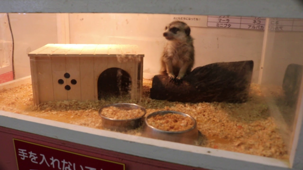 水族館破解 180606 63 だっこして！ZOO！：4 ミーアキャット 異常行動