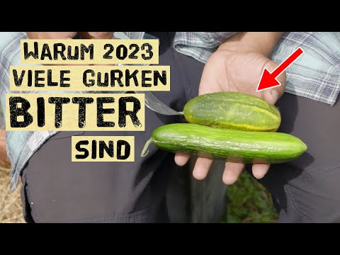 Video: Erfahre, warum Gurken bitter schmecken