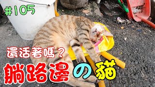 『躺路邊的貓』還活著嗎去看一下吧 Cat Story #105