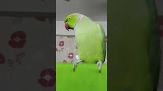 green screen craziness by green bird