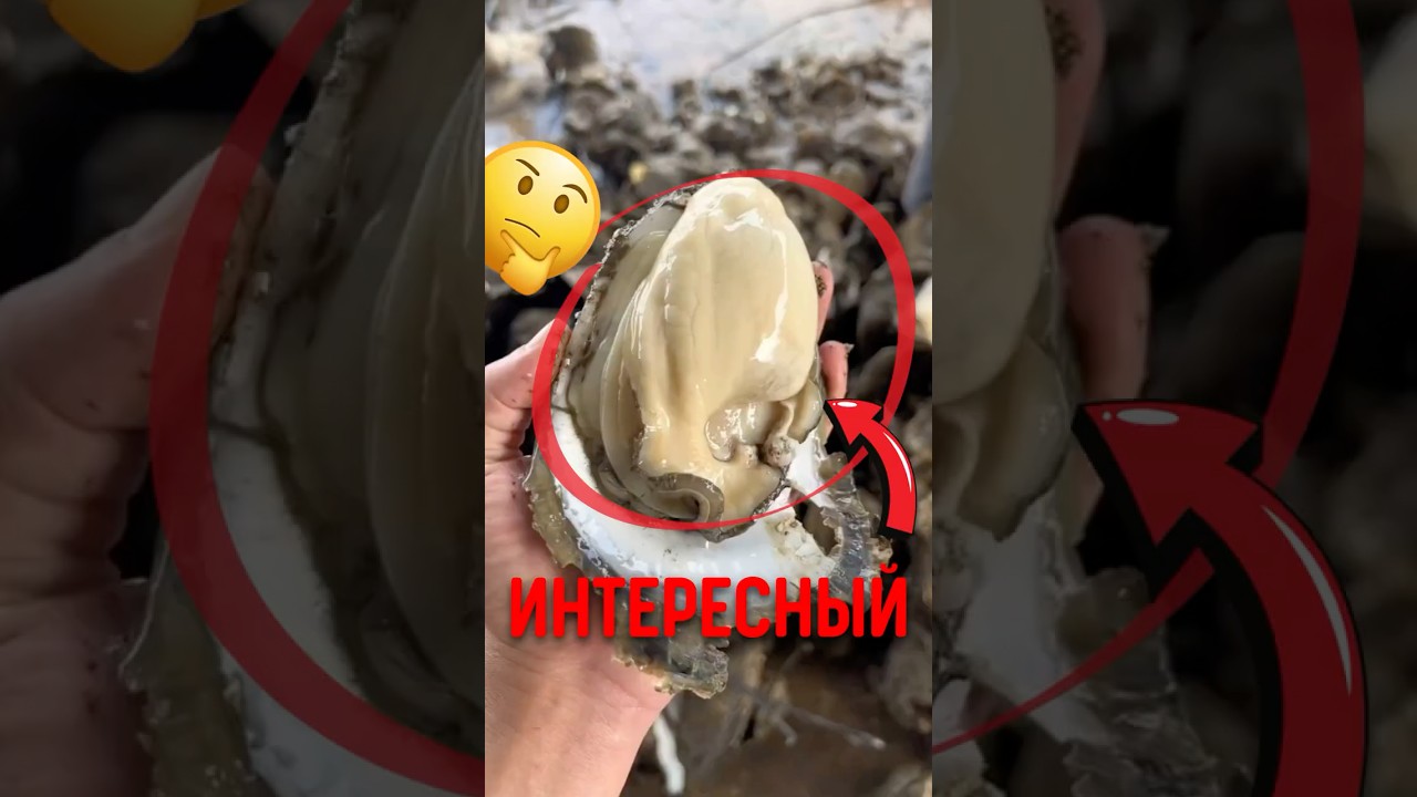 🌊 Как фермеры в Таиланде обманывают океан? 