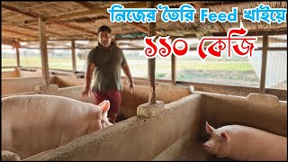 সাড়ে ৬ মাসে ১১০ কেজি - ৩০ বছরের অভিজ্ঞতা - শুকর পালন -  Pig Farming Training - শুকর পালনের ট্রেনিং