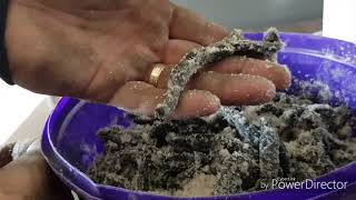 HOW TO make your bait last longer Black lug worm