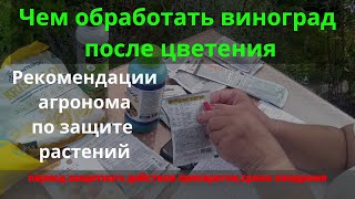 видео: Болезни винограда. Обработка винограда после цветения. Подкормка винограда, сада, огорода. #виноград картинка: Болезни винограда. Обработка винограда после цветения. Подкормка винограда, сада, огорода. #виноград