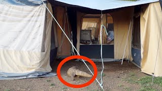 Huge Monitor Lizard Scaring Tourists In Their Tent