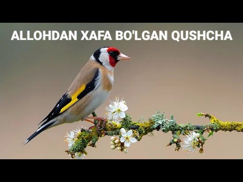 Video: Qanday qilib odamlarning his-tuyg'ularini xafa qilishni to'xtataman?