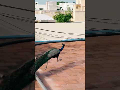 Peacock Surprise Visit